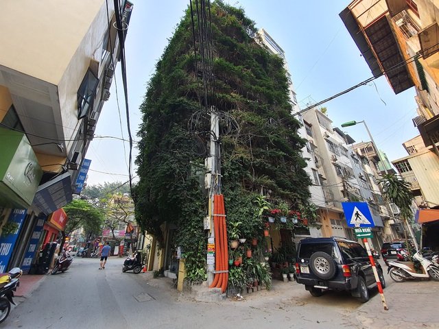 Dr. Hoang Nhu Tang Used 2 Creeper Plants To Transform This Building