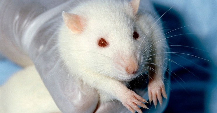 Scientists Reverse Aged Old Rats Using Young Rat Blood Plasma
