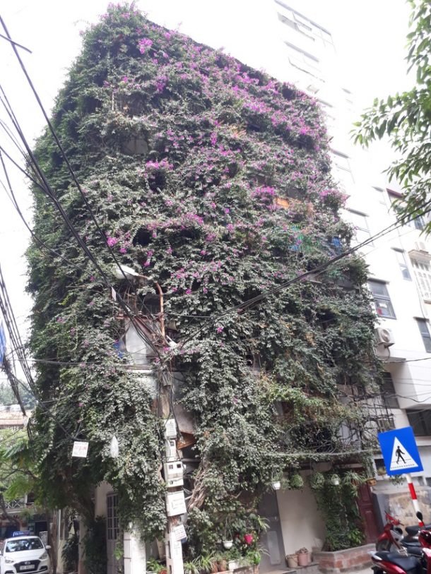 Guy Uses 2 Creeper Plants To Transform This Building