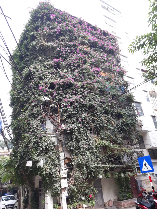 Dr. Hoang Nhu Tang Used 2 Creeper Plants To Transform This Building