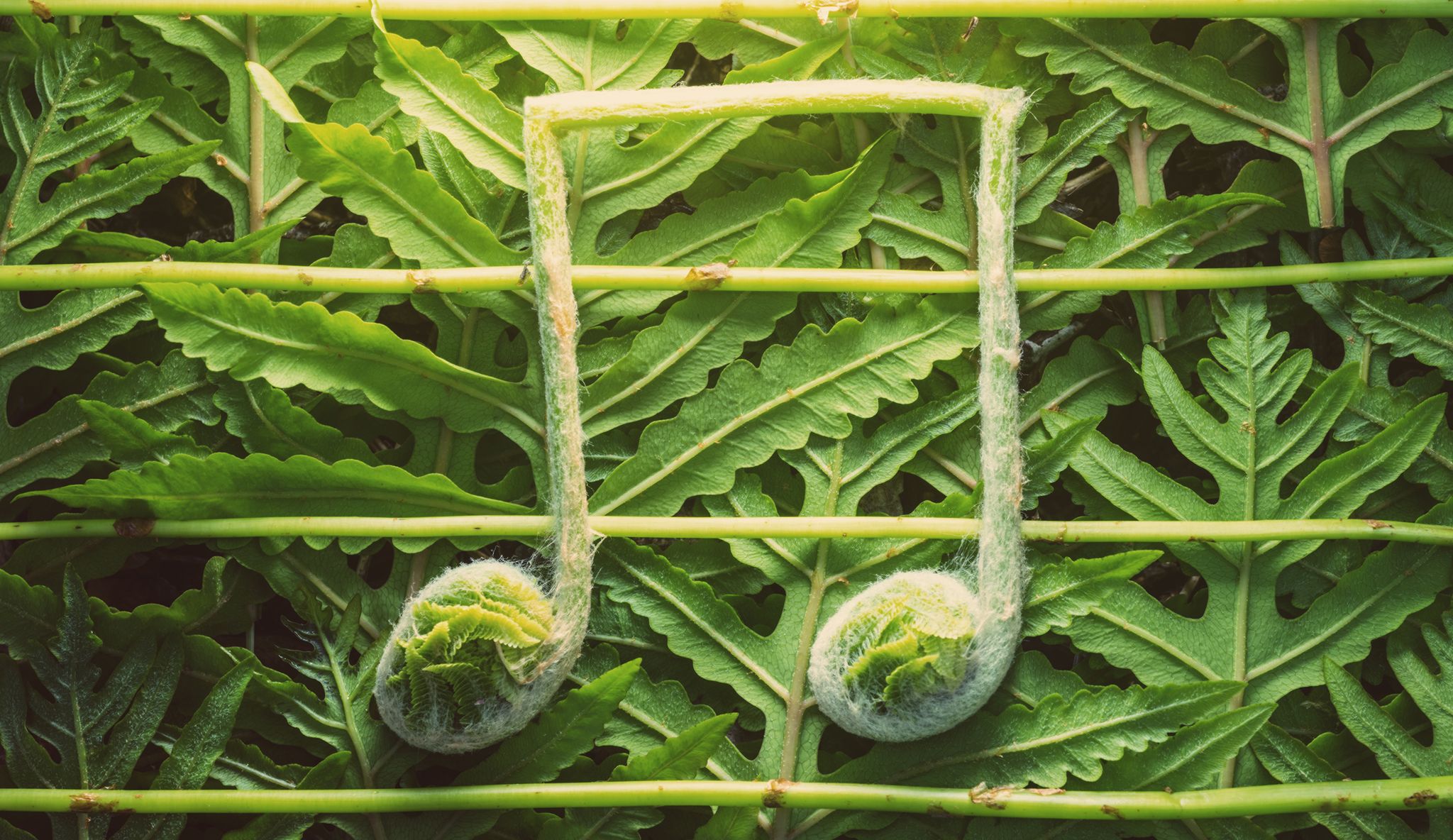 Making Music With Plants Is Possible Thanks To PlantWave