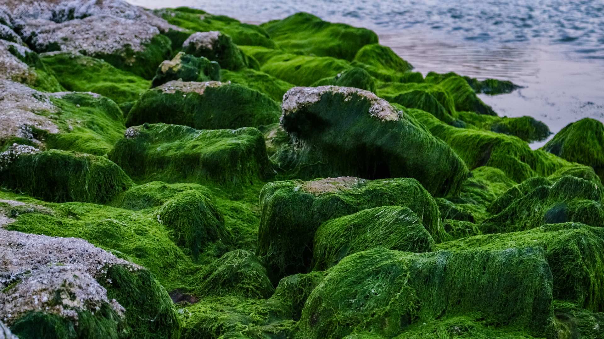 Водоросли на поверхности. Аэрофильные водоросли. Бридский мох. Хлорелла мха. Аэрофитон водоросли.