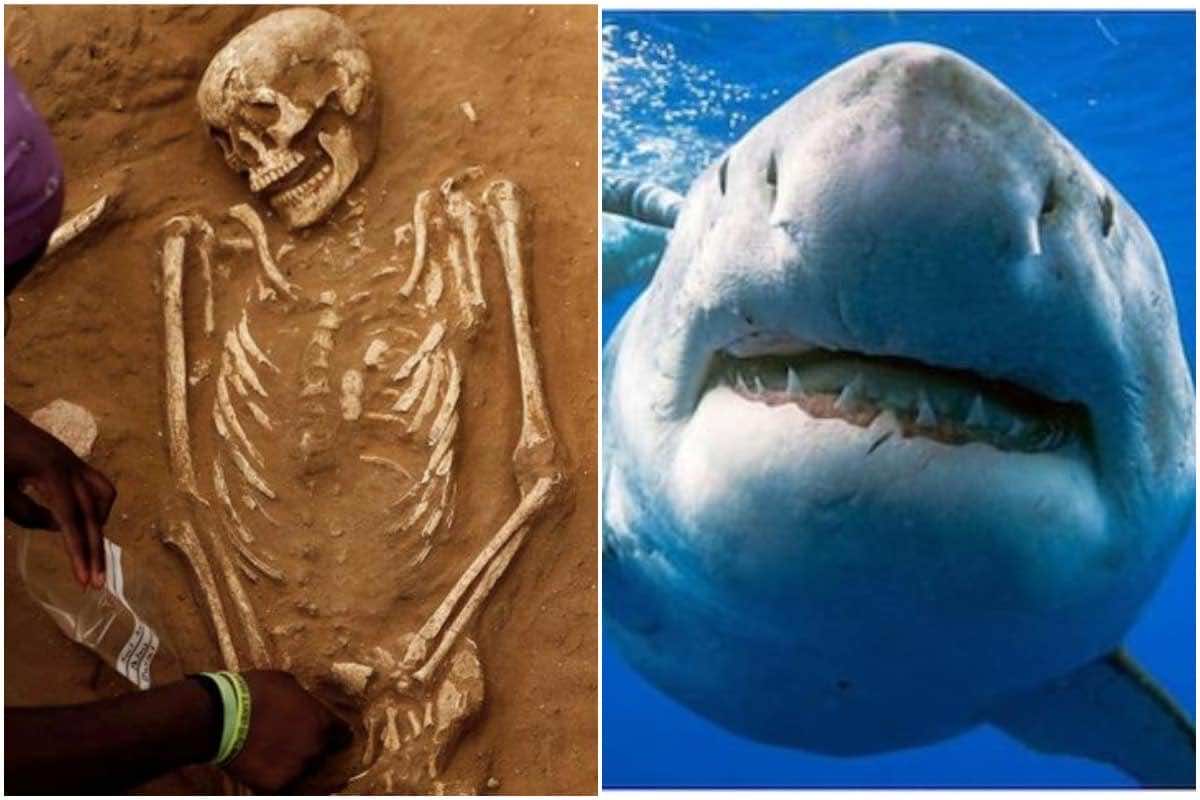 Oldest Shark Attack Victim Ever Discovered In Japan