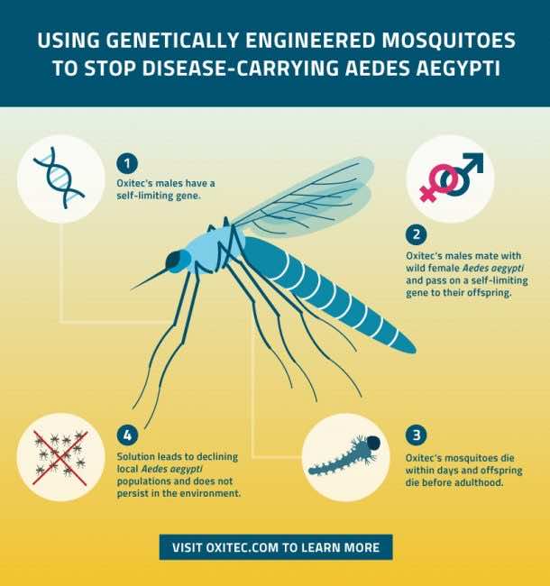 The U.S Has Launched Genetically Modified Mosquitoes To Comb