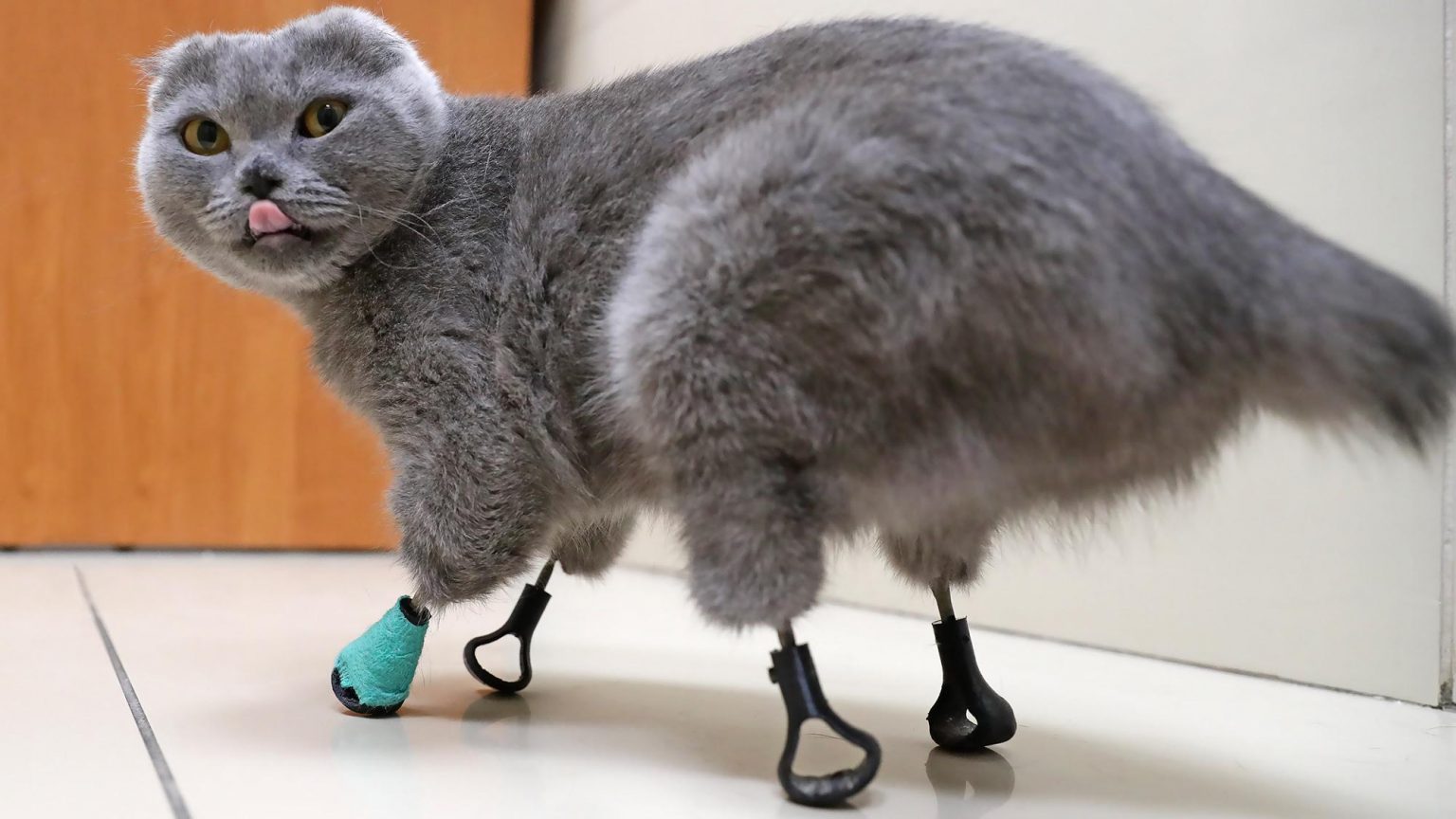 Watch How 3D-Printing Is Being Used To Give Animals A Second