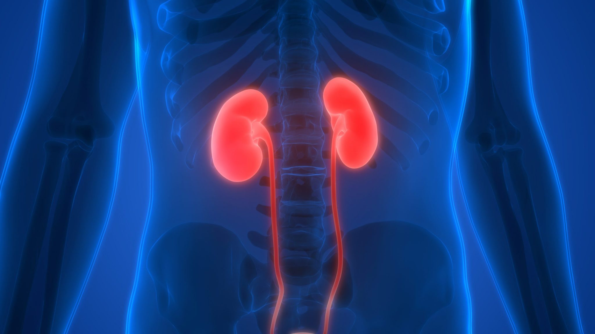 the-kidney-project-has-successfully-tested-an-artificial-kid