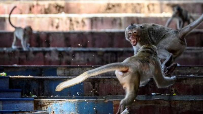 Lab Monkeys Flee After Truck Crashes On Pennsylvania Highway