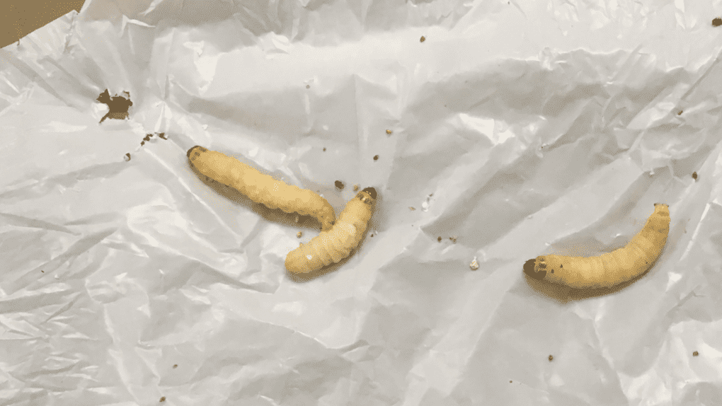 These Worms Can Break Down Plastic Really Quickly - And Scie