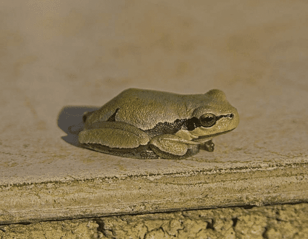 Frogs In Chernobyl Have Turned Black Instead Of Green