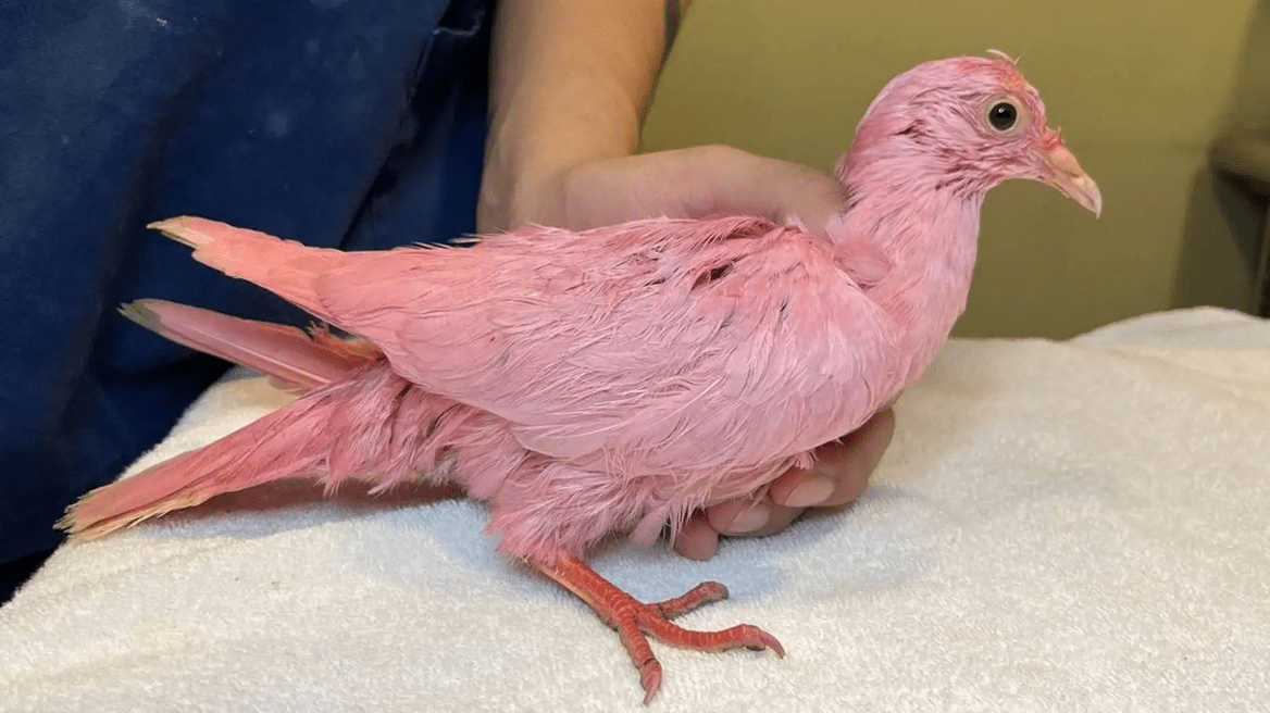 Someone Dyed A Pigeon Pink For A Gender Reveal - And Activis