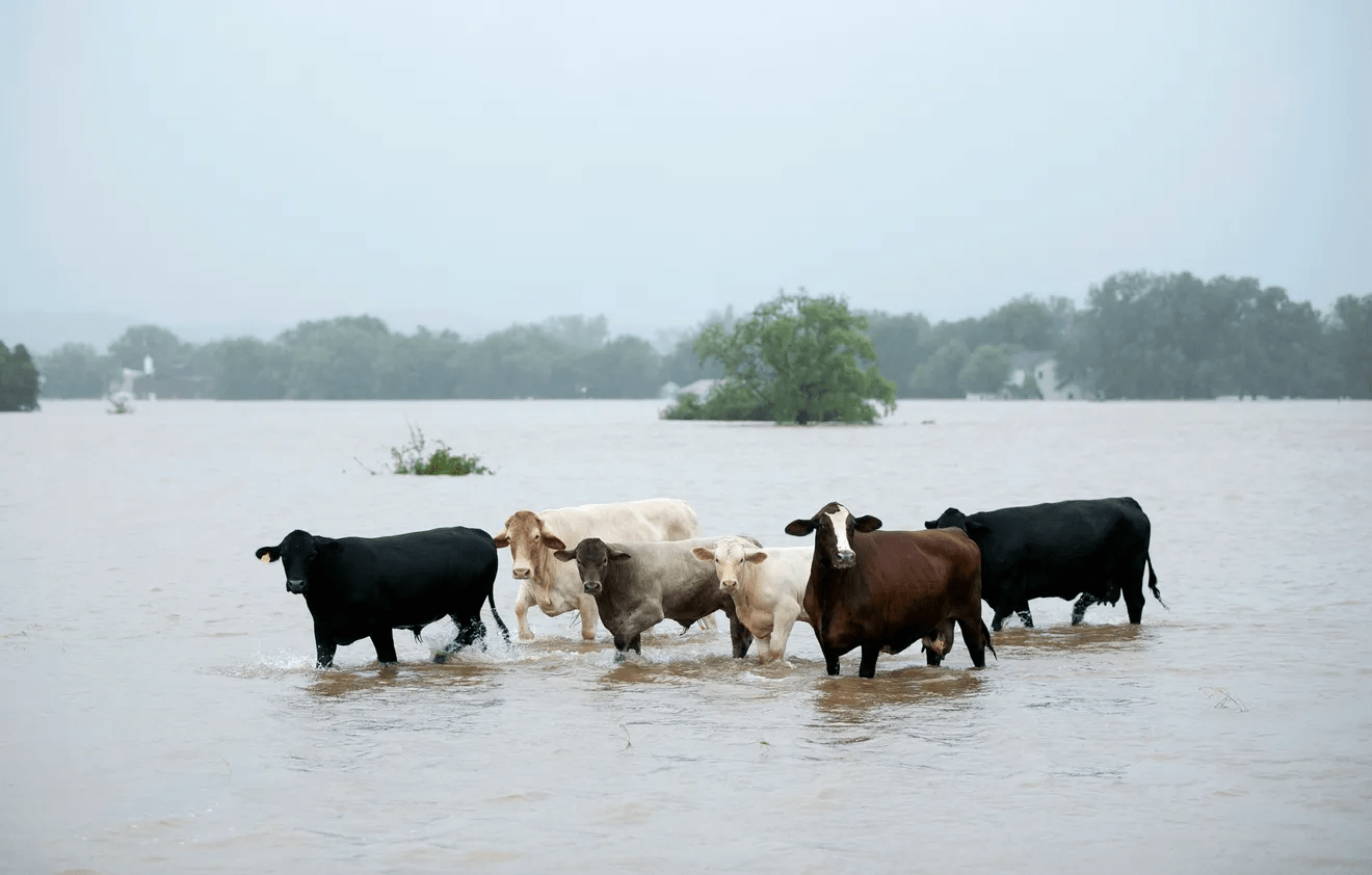 More Than 18,000 Cows Are Dead After A Dairy Farm Explosion